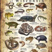 Amphibians & Reptiles of Wisconsin poster design
