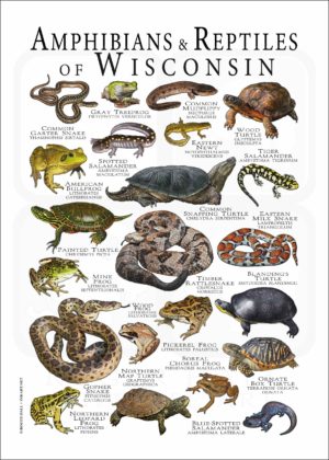 Amphibians & Reptiles of Wisconsin