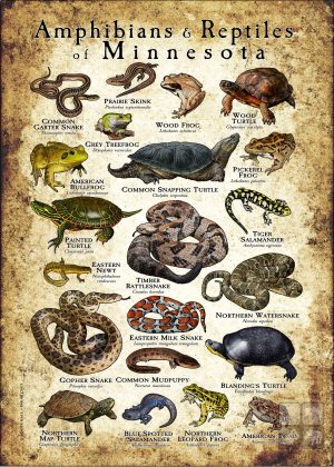 Amphibians & Reptiles of Minnesota poster design