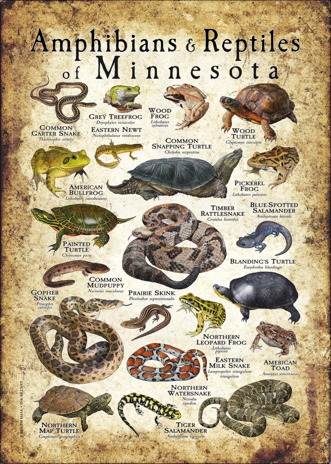 Roosevelt Elk Poster / Infographic