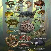 Amphibians & Reptiles of Minnesota poster design