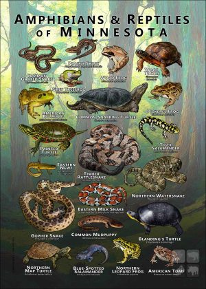 Amphibians & Reptiles of Minnesota poster design