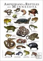 Amphibians & Reptiles of Minnesota poster design