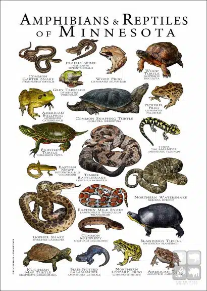 Amphibians & Reptiles of Minnesota poster design