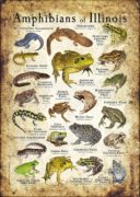 Amphibians of Illinois poster design