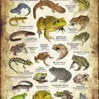 Amphibians of Illinois poster design