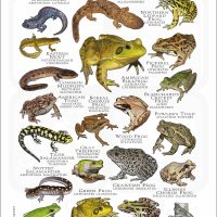 Amphibians of Illinois poster