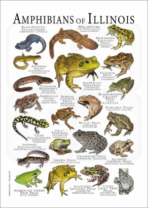 Amphibians of Illinois poster