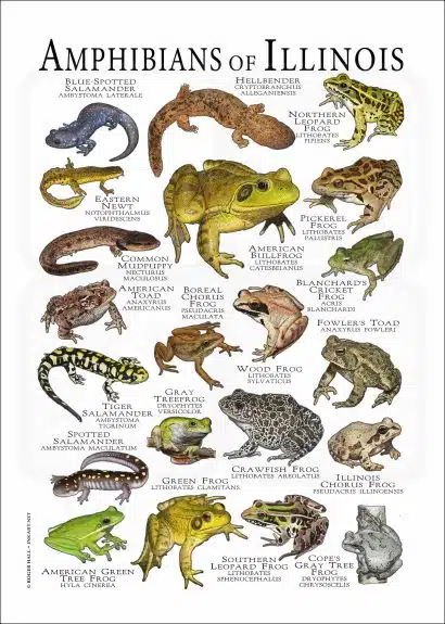 Amphibians of Illinois poster