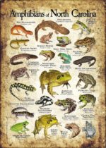 Amphibians of North Carolina poster