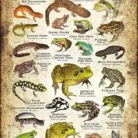 Amphibians of North Carolina poster
