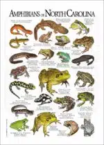 Amphibians of North Carolina poster print