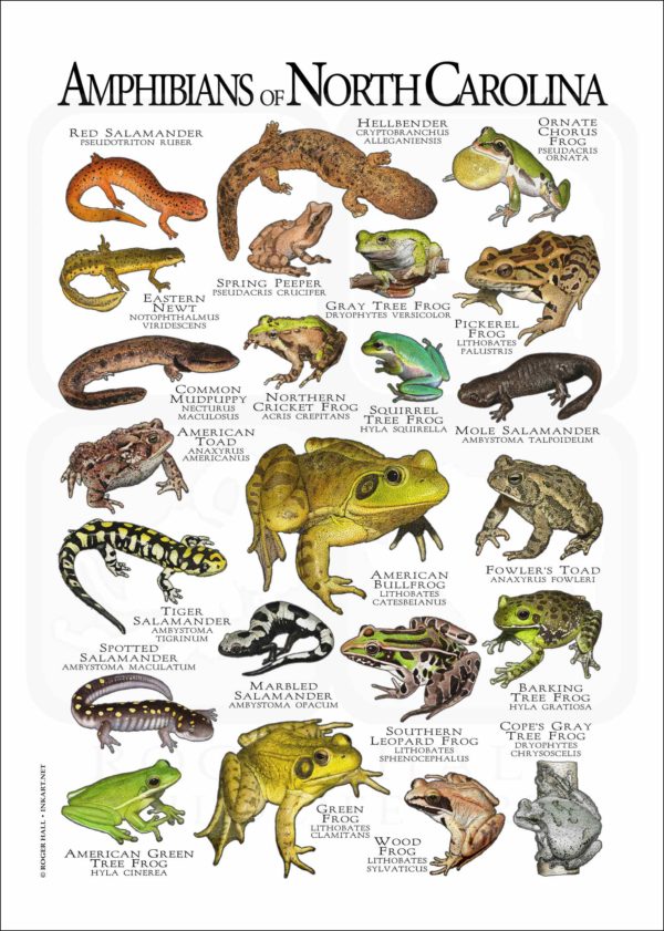 Amphibians of North Carolina poster print
