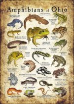 Amphibians of Ohio poster design