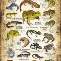 Amphibians of Ohio poster design