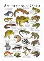 Amphibians of Ohio poster