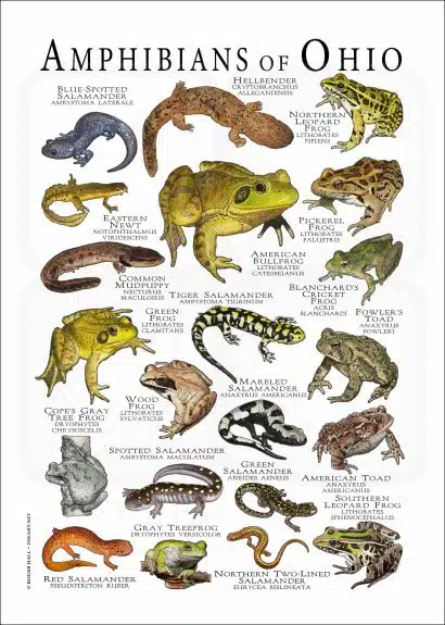 Amphibians of Ohio poster