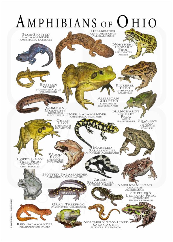 Amphibians of Ohio poster