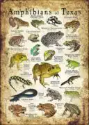 Amphibians of Texas poster