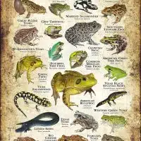 Amphibians of Texas poster