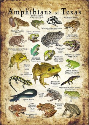 Amphibians of Texas poster