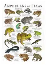 Amphibians of Texas poster print