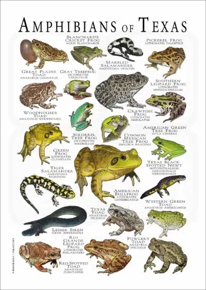 Amphibians of Texas poster print