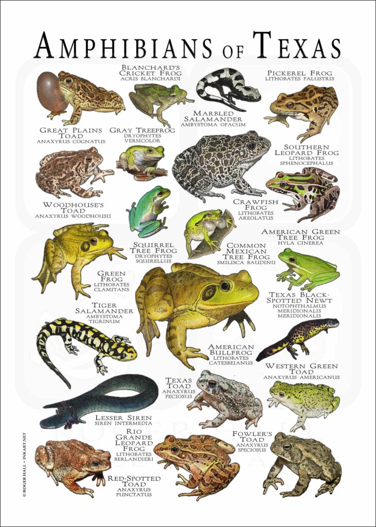 Amphibians of Texas Poster Print