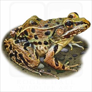 Atlantic Coast Leopard Frog illustration