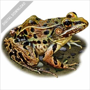 Atlantic Coast Leopard Frog stock image