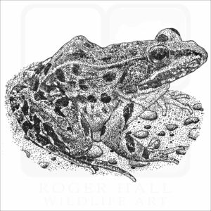 Atlantic Coast Leopard Frog