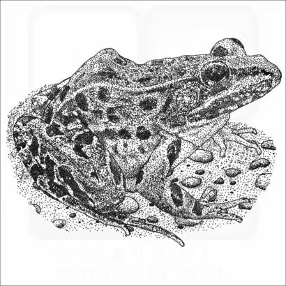 Atlantic Coast Leopard Frog