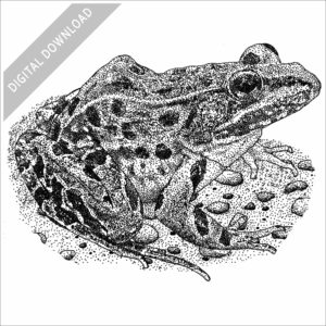 Atlantic Coast Leopard Frog