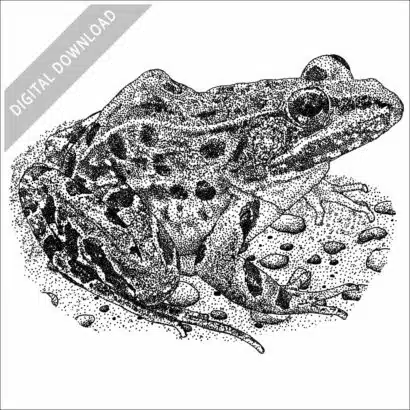 Atlantic Coast Leopard Frog