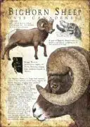 Bighorn Sheep infographic