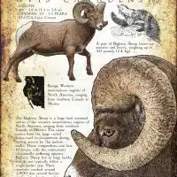 Bighorn Sheep infographic