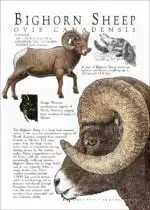 Bighorn Sheep