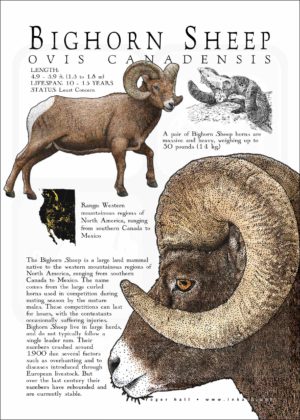Bighorn Sheep
