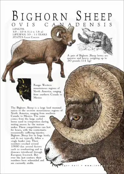 Bighorn Sheep