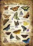 Butterflies of Illinois poster design