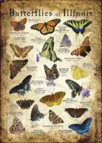 Butterflies of Illinois poster design