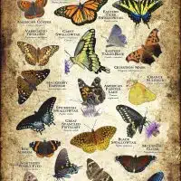 Butterflies of Illinois poster design