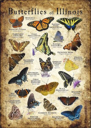 Butterflies of Illinois poster design