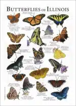 Butterflies of Illinois