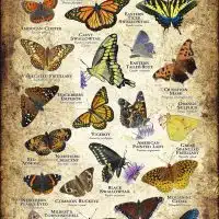 Butterflies of Minnesota poster print