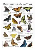 Butterflies of New York poster