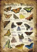 Butterflies of Wisconsin poster print