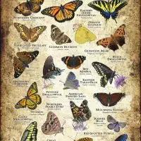 Butterflies of Wisconsin poster print