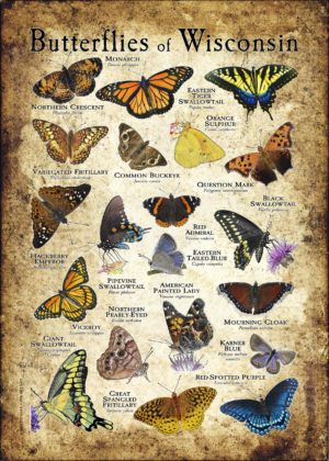 Butterflies of Wisconsin poster print
