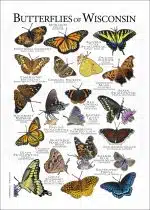 Butterflies of Wisconsin